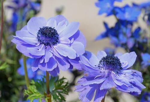 ANEMONE 0.4 Grasshopper上的循环插件